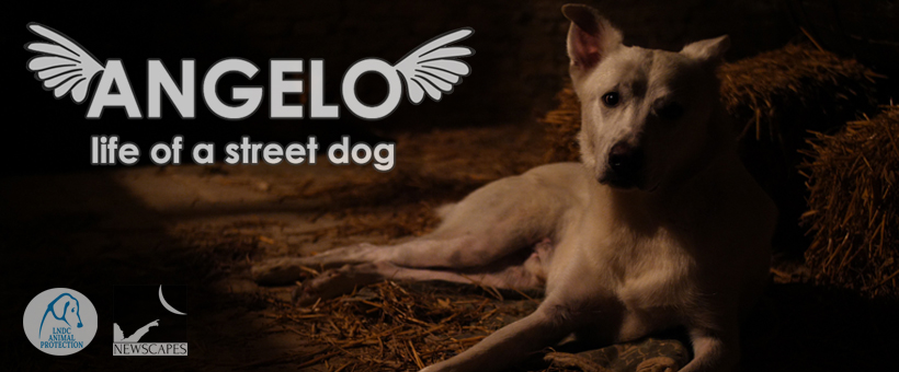 Dog Film Festival: premio per il corto in memoria di Angelo