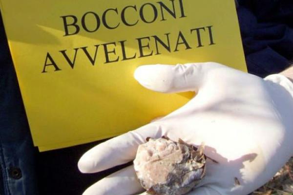 Partinico (PA) – 7 cani avvelenati. LNDC scrive al Commissario straordinario