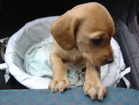 Cina, 5mila animali morti nelle scatole in attesa di essere spediti