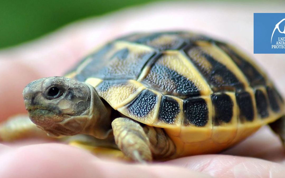 Cosa fare se si trova un animale selvatico in difficoltà