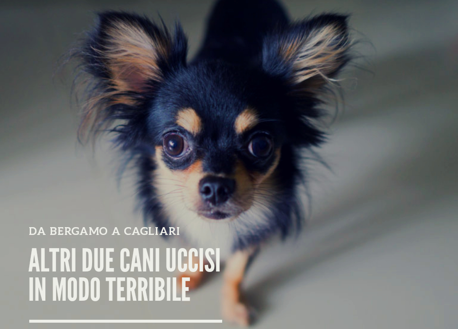 Altri due cani uccisi in modo terribile