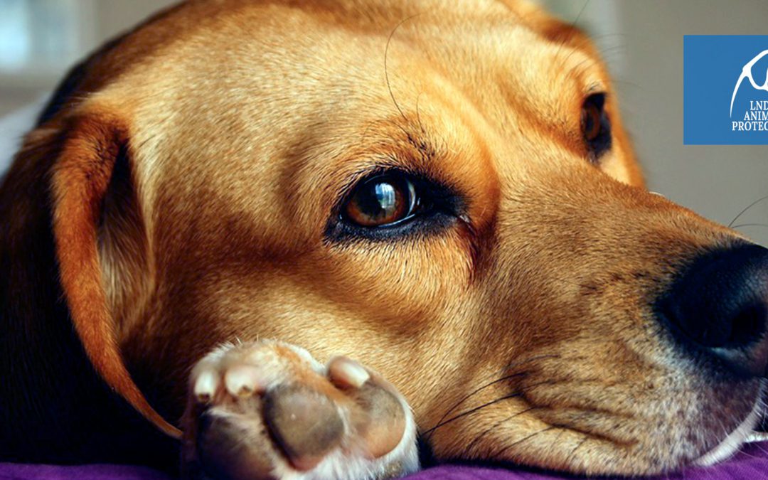 Modena – Sevizia il suo cane e lo butta nella spazzatura. LNDC denuncia