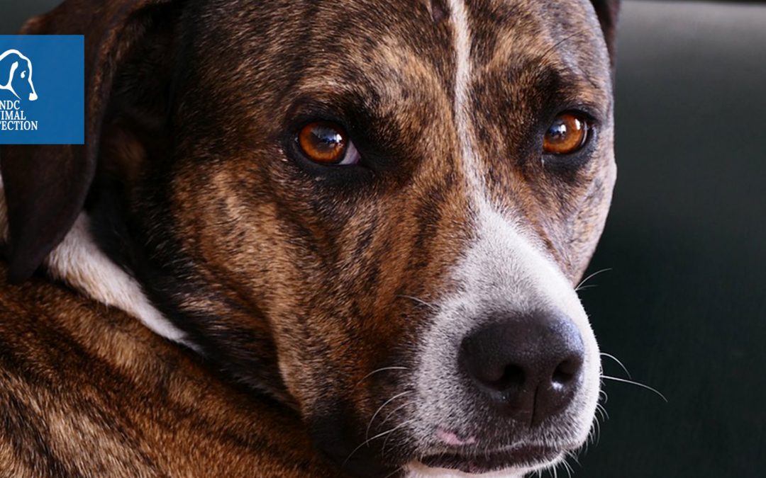 Trapani – Cane denutrito tenta la fuga dal balcone