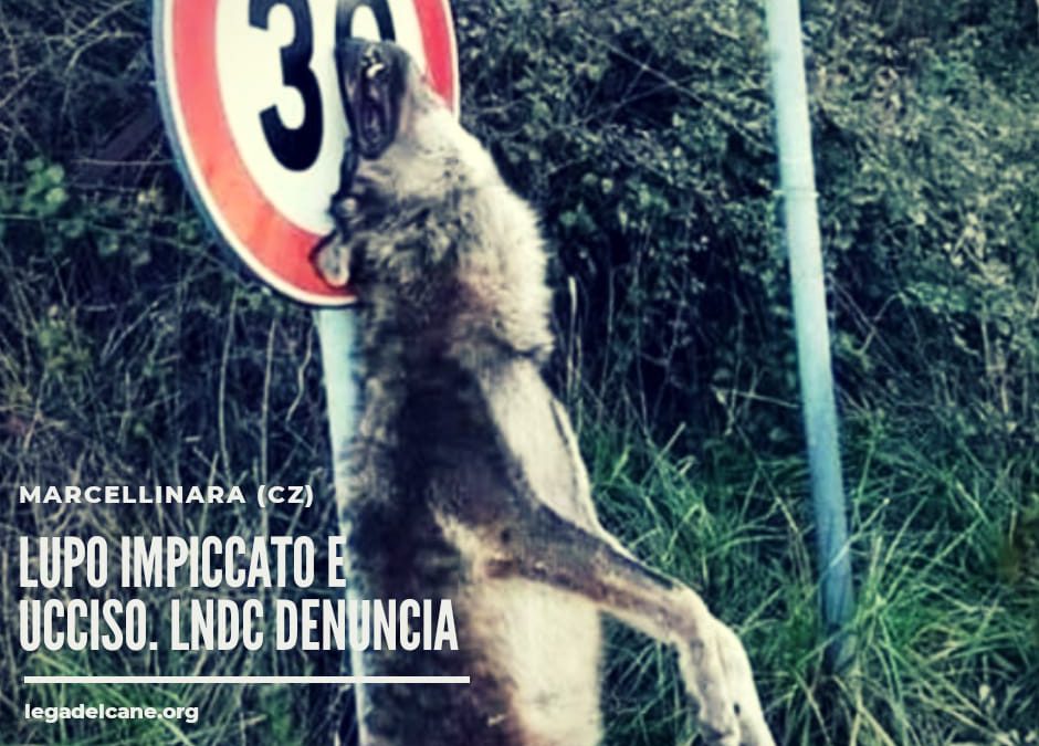 Marcellinara (CZ) – Lupo ucciso e impiccato. LNDC denuncia