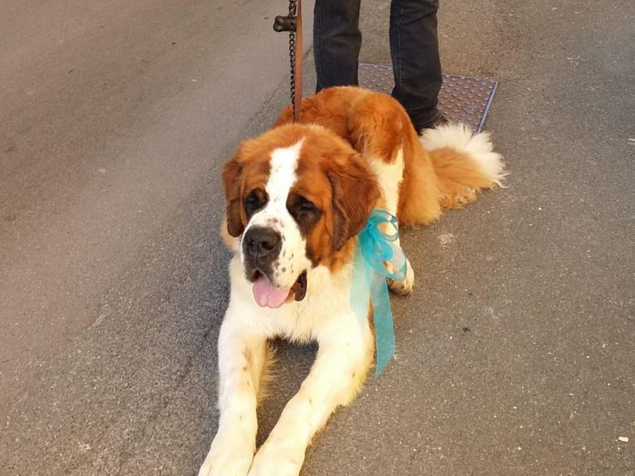 Massa – Una nuova possibilità per Zeno