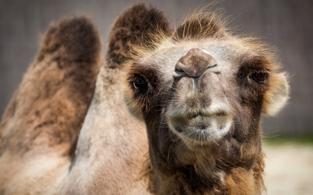 Australia – Partita la mattanza dei cammelli