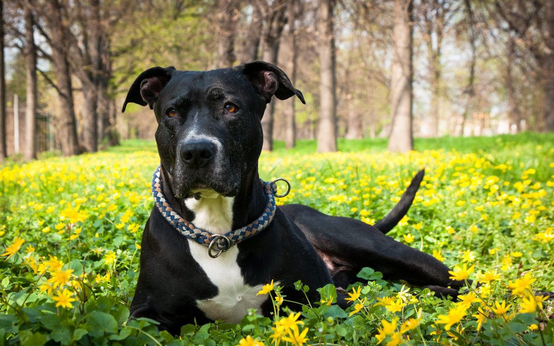 Busto Arsizio (VA) – Cani uccisi e buttati in sacchi della spazzatura