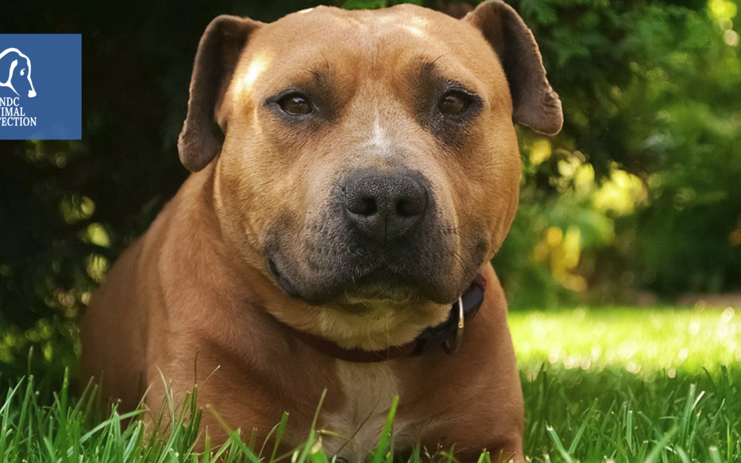 Firenze – Uccide il suo cane a coltellate. LNDC denuncia