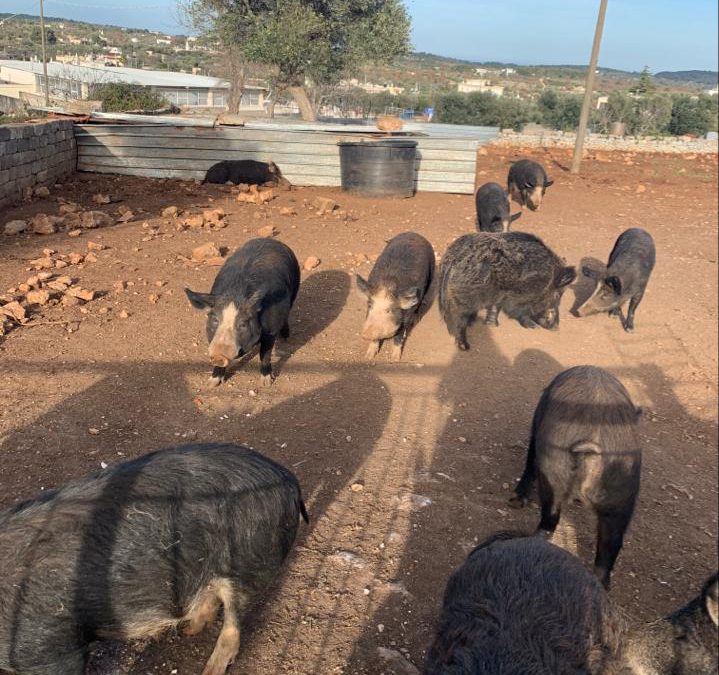 Brindisi – 23 maiali condannati. LNDC chiede aiuto