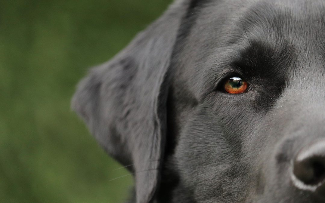 Montesilvano (PE) – Trovato cane decapitato e mutilato. LNDC denuncia