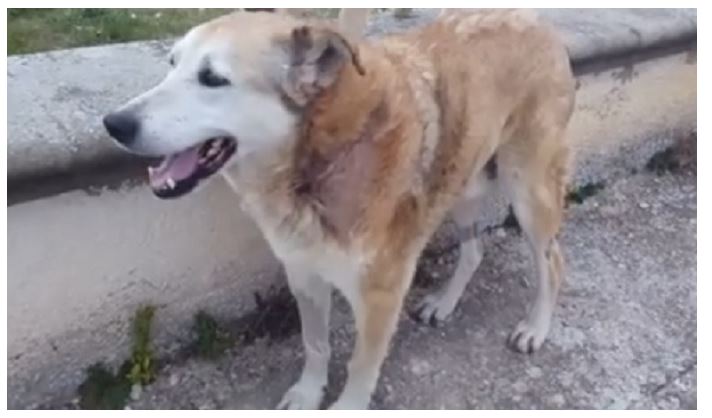 Andria (BAT) – Nonno Dolce ucciso brutalmente. LNDC denuncia