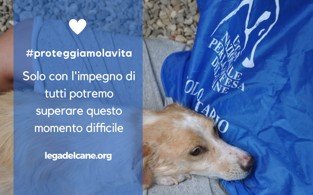 Emergenza coronavirus, cura e assistenza degli animali