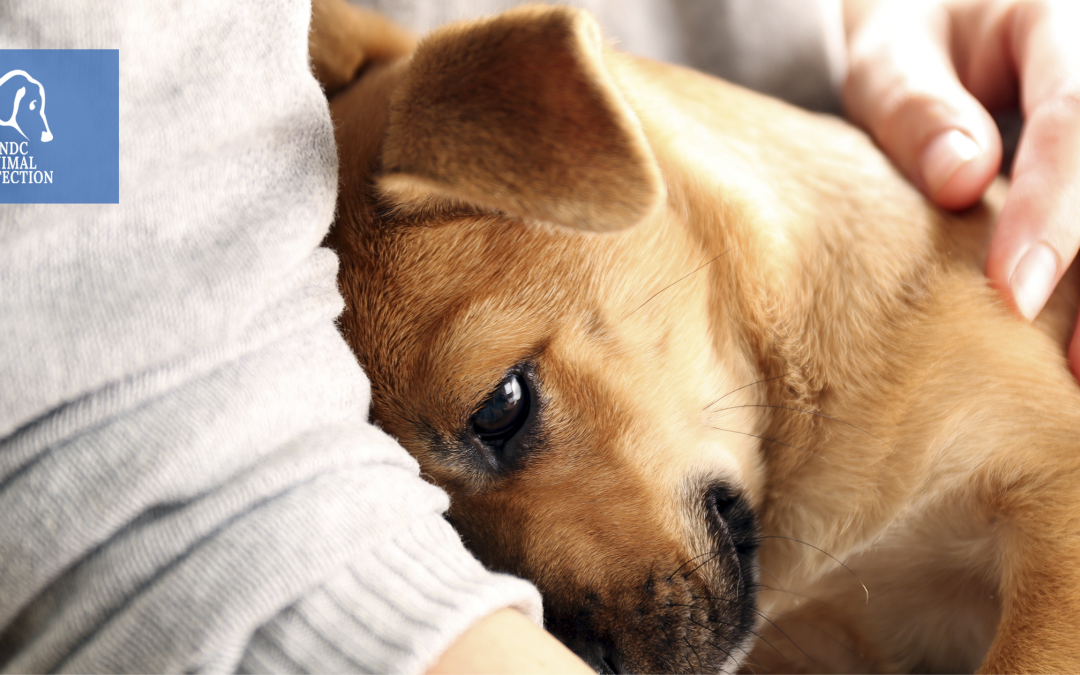 Coronavirus – Nessun contagio da animale a uomo