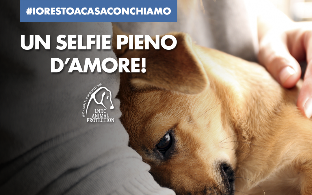 #iorestoacasaconchiamo. LNDC lancia un contest dedicato ai cittadini a 2 e 4 zampe