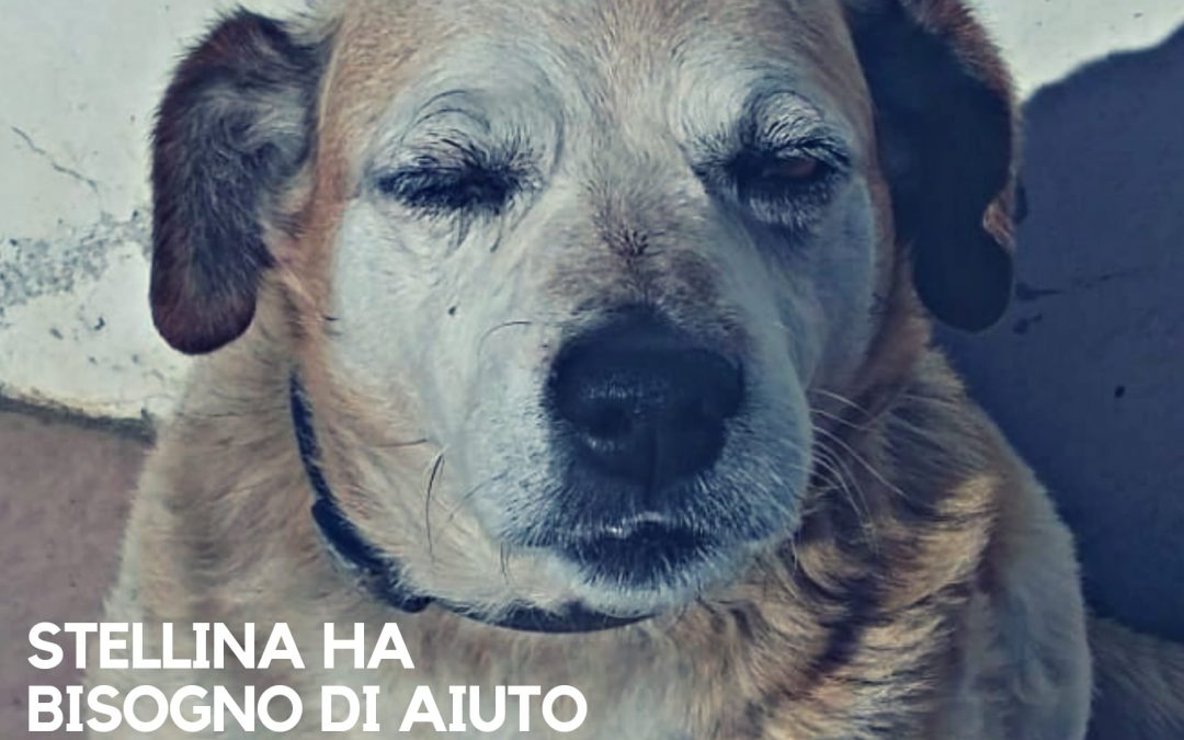 San Giorgio del Sannio (BN) – Stellina ha bisogno di aiuto