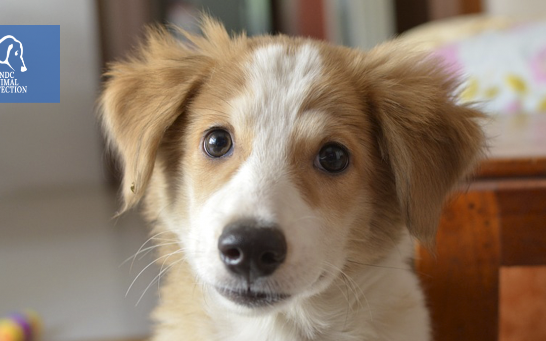 Monopoli (BA) – Cucciolo maltrattato. LNDC denuncia