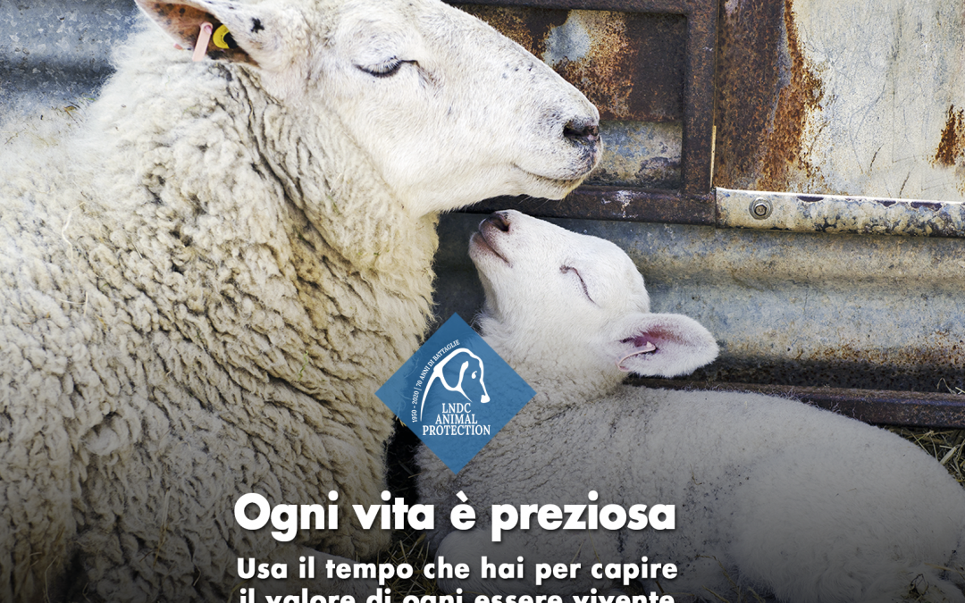 Pasqua 2020 – Facciamo una scelta di vita