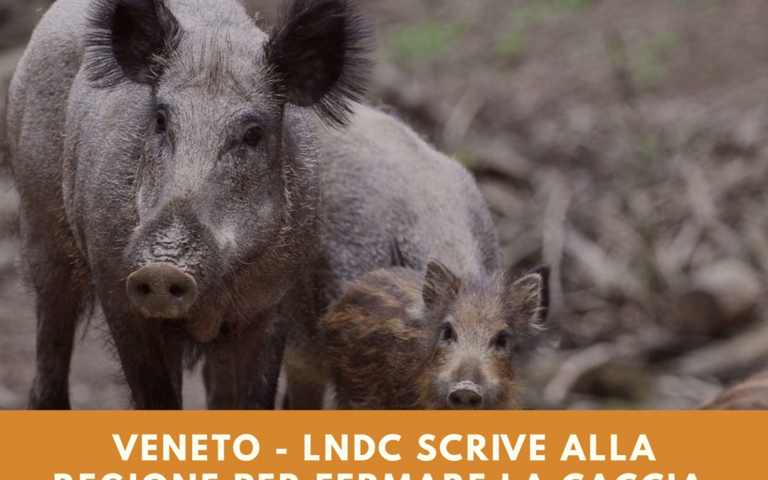 Veneto – LNDC scrive alla Regione per fermare la caccia