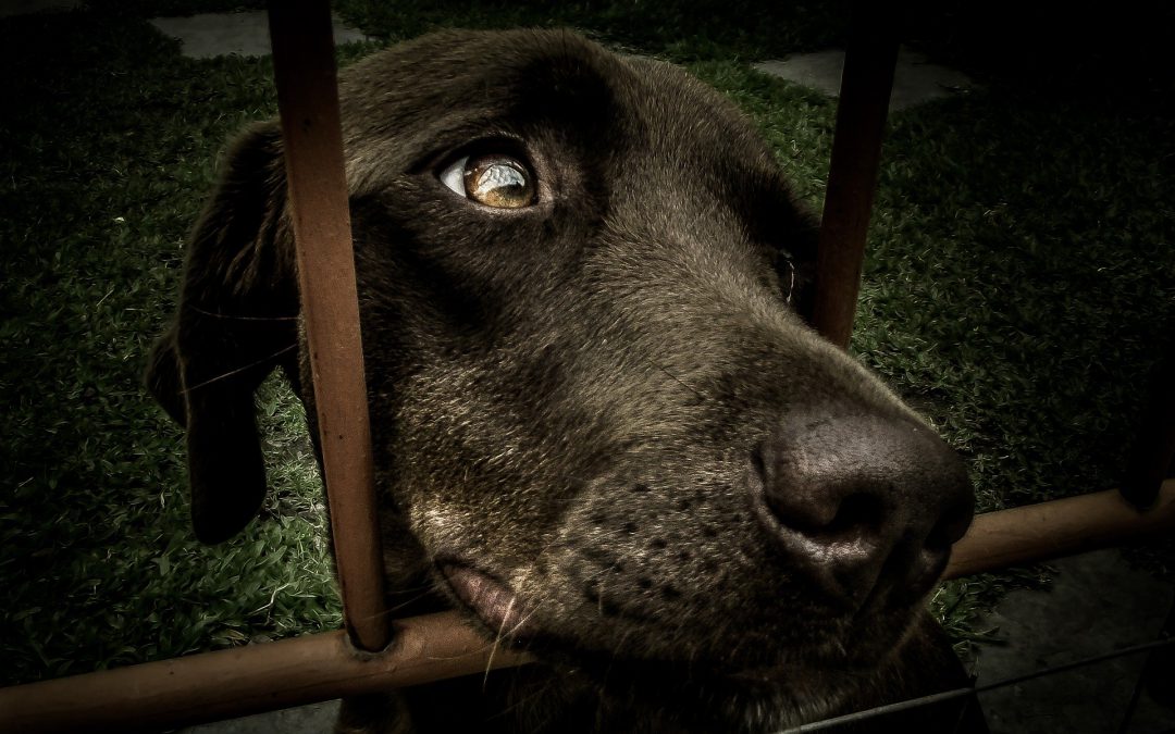 L’adozione ai tempi dell’emergenza Covid19