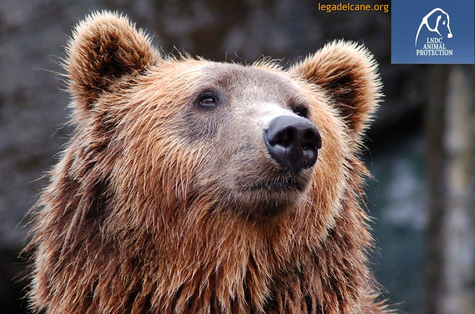 M49 deve vivere in libertà