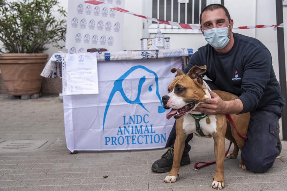 Covid19 e animali – Fase 2: via libera alle adozioni