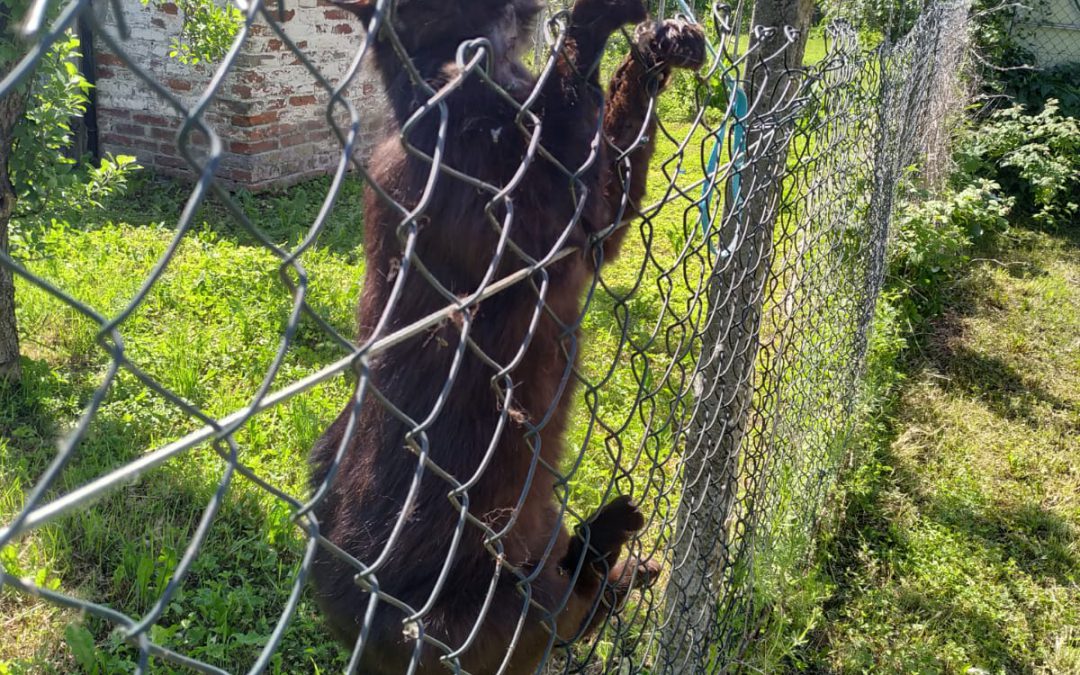 Balzola (AL) – Gatto impiccato. LNDC denuncia