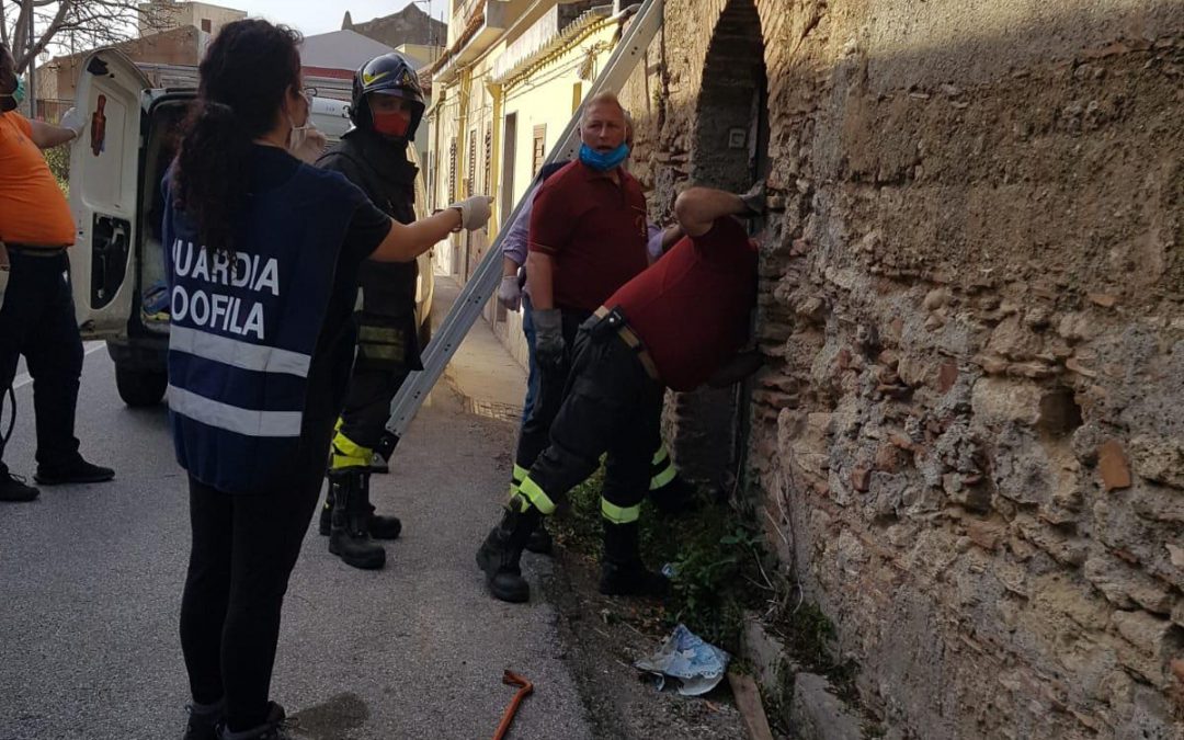 Messina – 4 cani salvati da situazione di degrado
