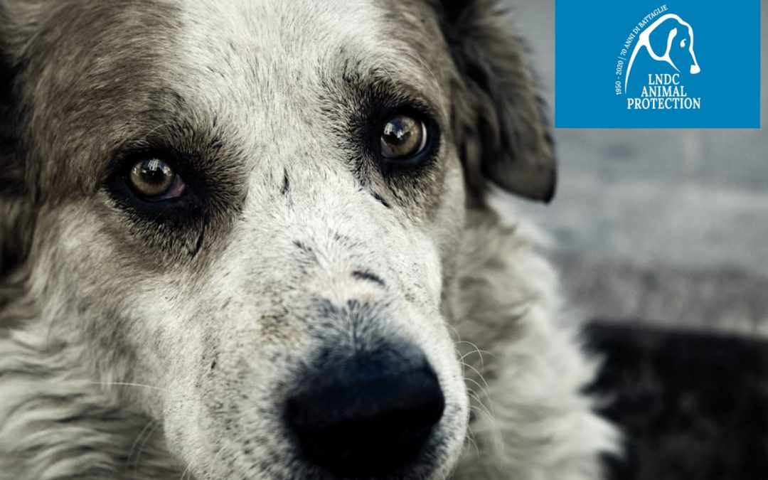 Violenza e abbandono senza fine. LNDC sempre in prima linea