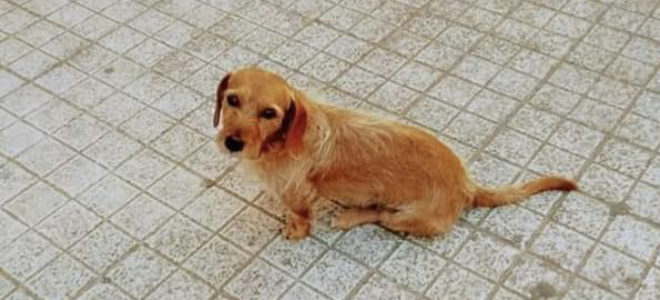 Priolo (SR) – L’inferno per gli animali