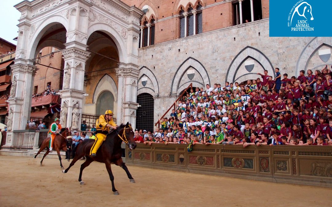 Palio di Siena – LNDC Animal Protection, Animalisti Italiani, OIPA e Progetto Islander contro l’archiviazione per Raol