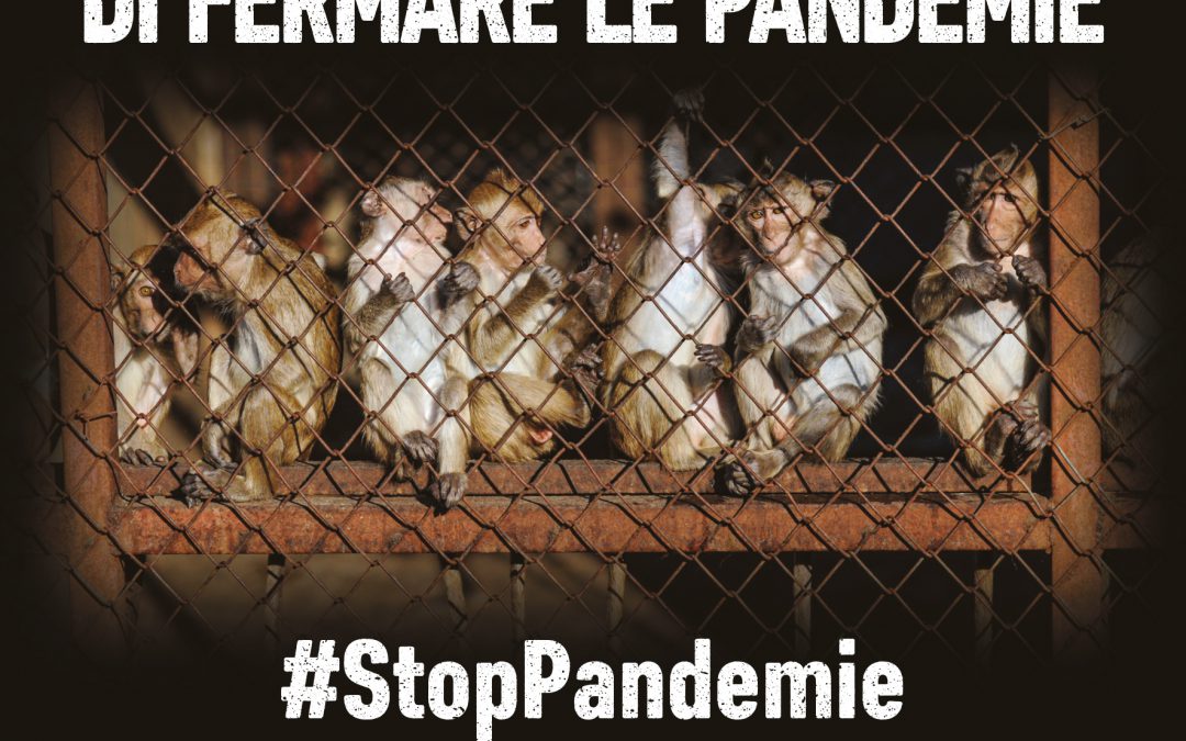 Associazioni scrivono a europarlamentari: raccomandazioni e strategie per migliorare condizioni di animali e ambiente 