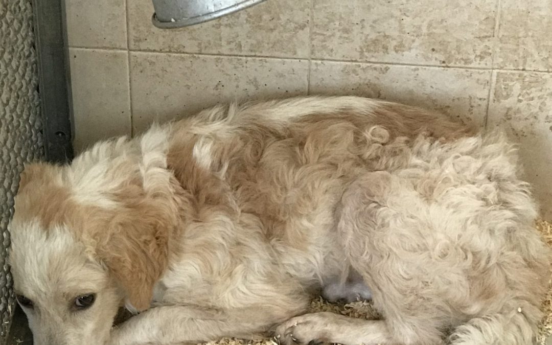 Teramo – Una casa per Patty