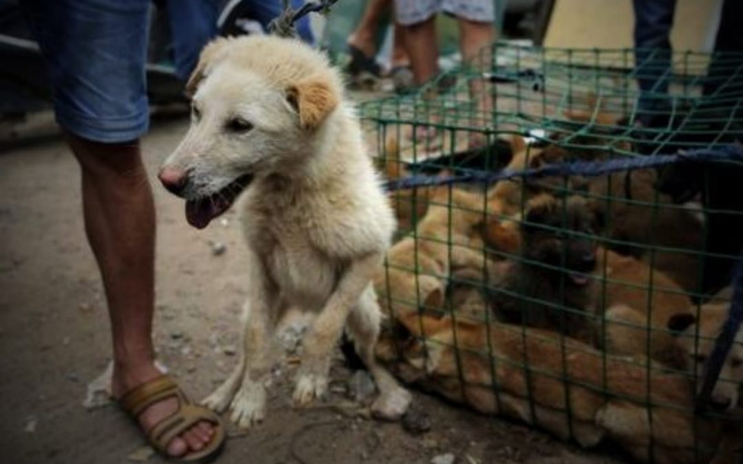Yulin – LNDC scrive all’Ambasciatore