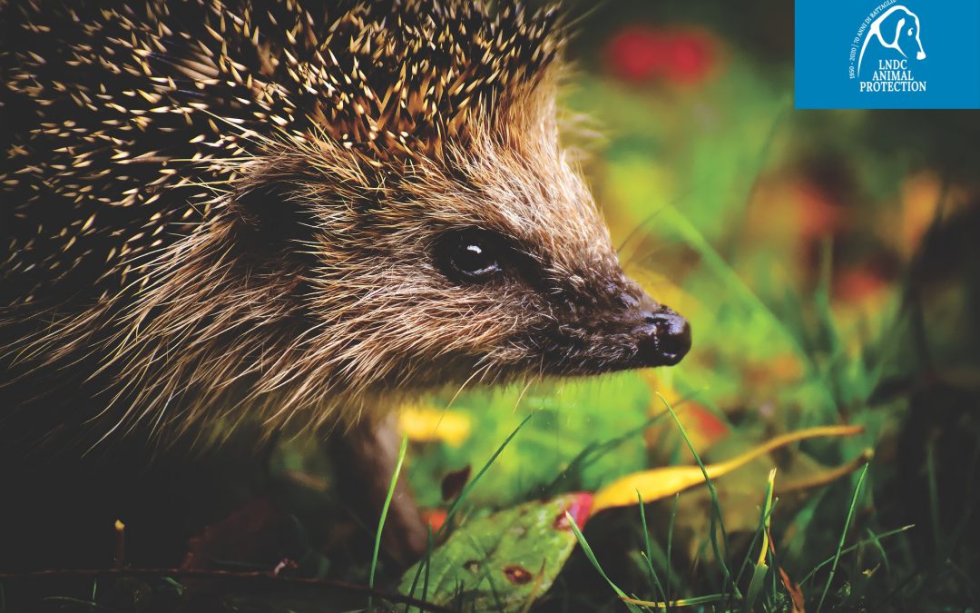 Cirié (TO) – Ragazzino uccide un riccio. Denunciato43