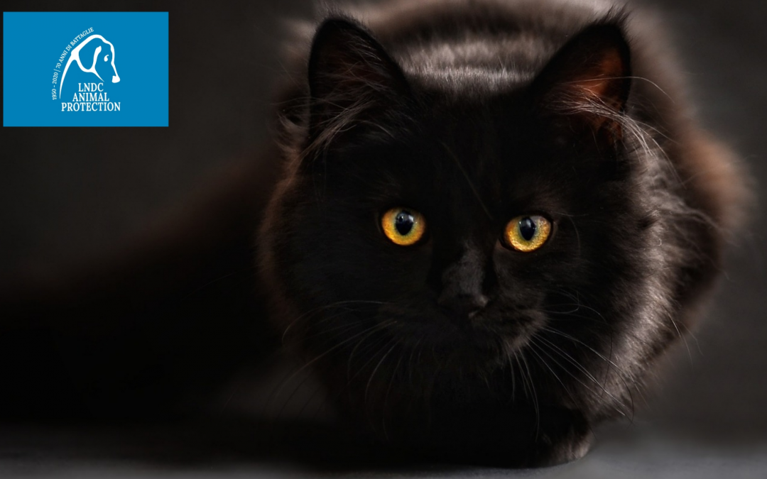 Campiglia (LI) – Uccide e “cucina” un gatto in strada. Denunciato