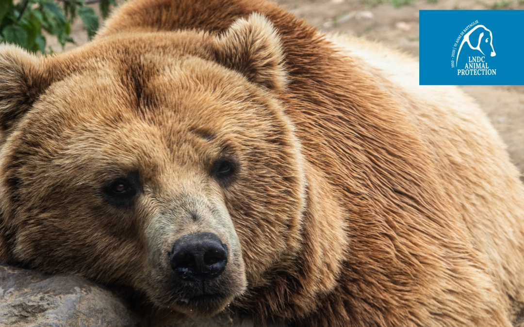 Abruzzo – Il PNALM esempio da seguire per la tutela degli orsi
