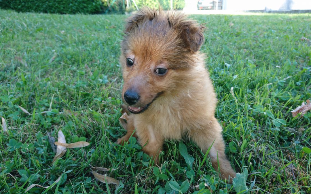 Padova – Virgola chiede aiuto e una casa