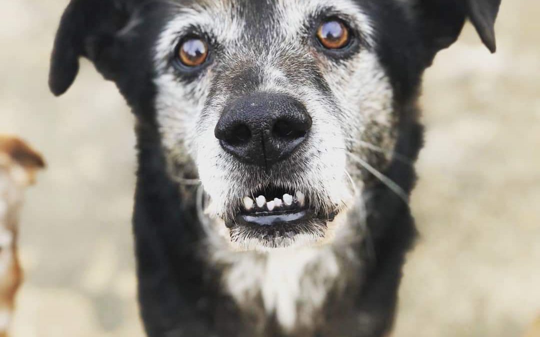Pescara – Quasi 70 cani a rischio deportazione