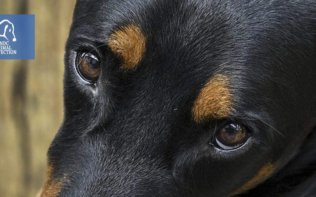 Guspini (SU) – Cagnetta impiccata a un albero