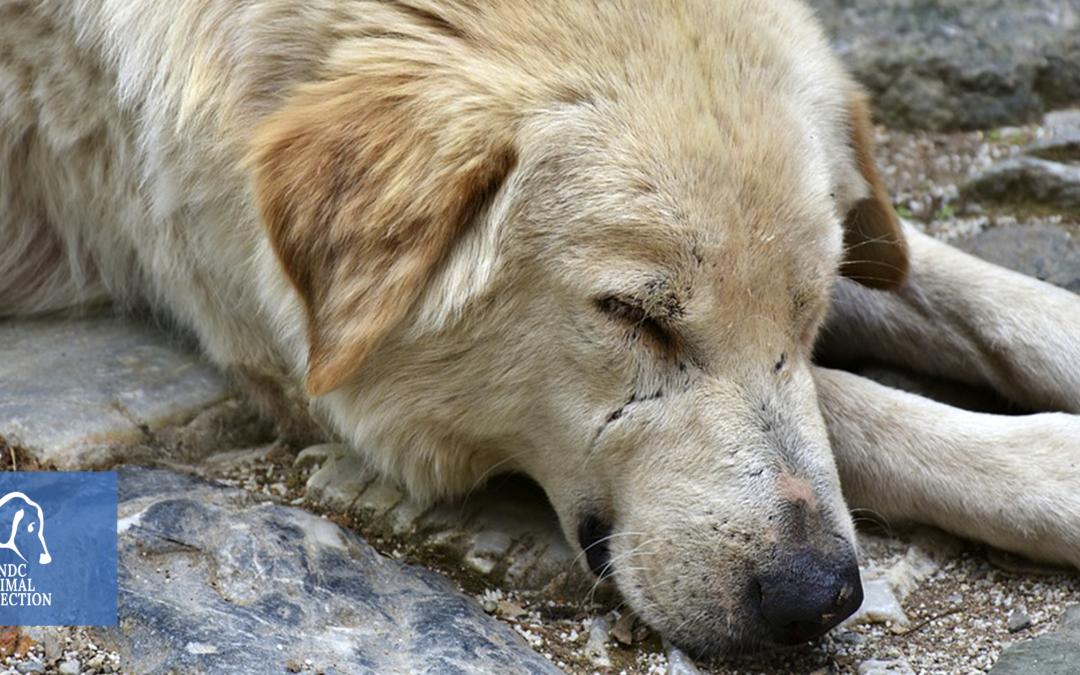 Pescara – Pericolo scampato. I cani restano con i volontari