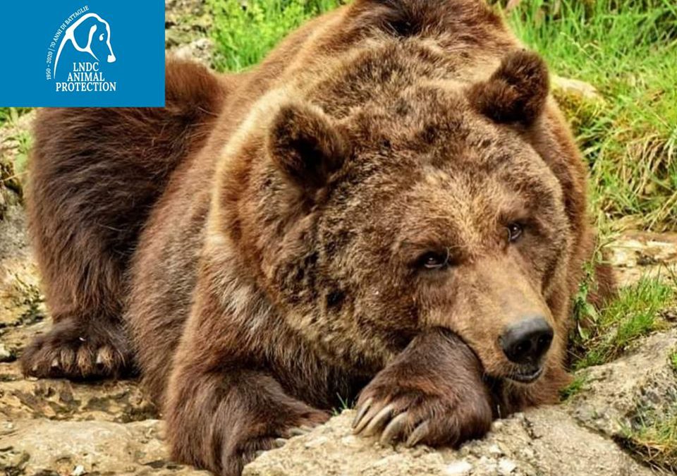 L’ORSA JJ4 E’ SALVA! LAC, LAV, LIPU, LNDC E WWF ESULTANO