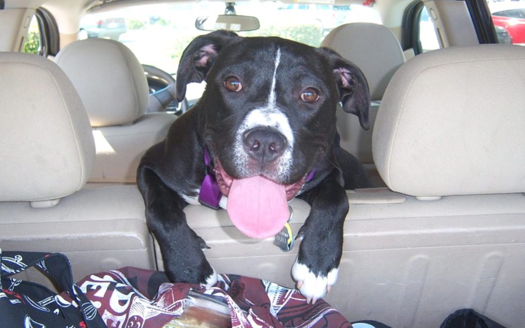 Animali in auto e caldo – Come comportarsi