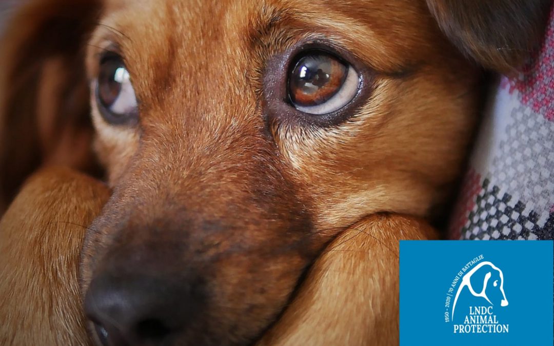 San Giovanni La Punta (CT) – Uccide il cane del compagno. Denunciata