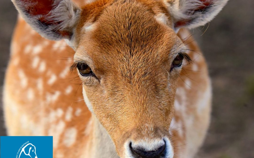 Este (PD) – Colli Euganei contro cinghiali e daini