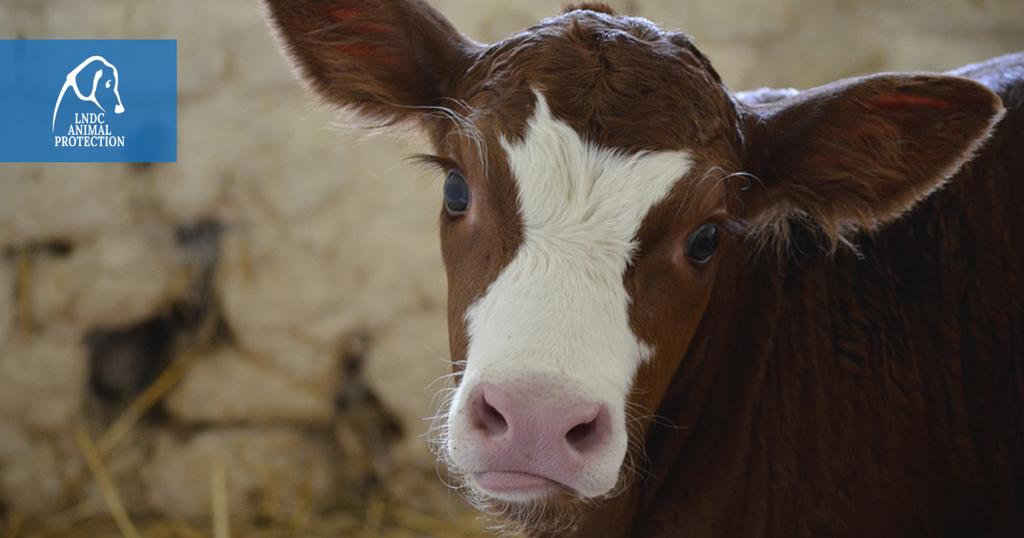 Messina – Cordata di associazioni per salvare ovini e bovini