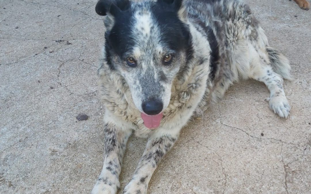 Veglie (LE) – LNDC chiede la libertà per Juve