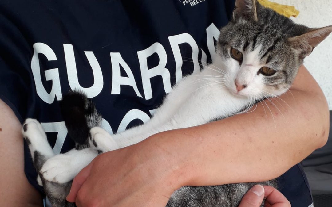 L’Aquila – Gatto salvato dalle Guardie Zoofile LNDC