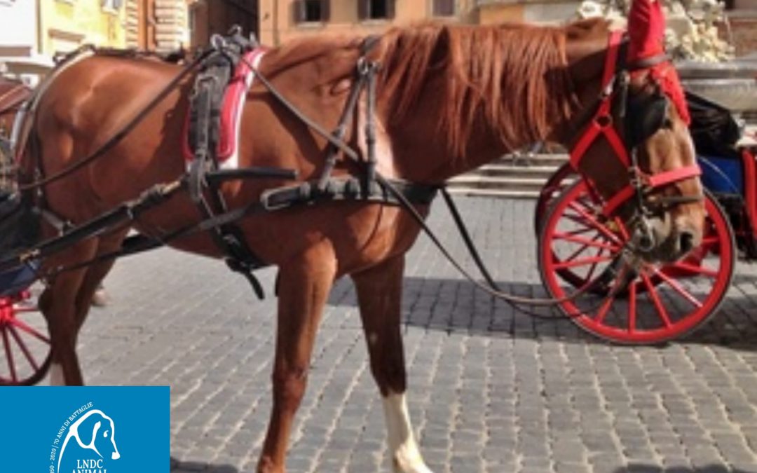 Cavalli – LNDC chiede stop a sfruttamento turistico