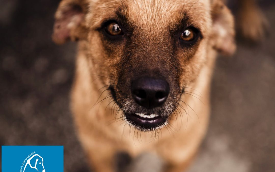 Abbandono – Tre cagnoline morte. LNDC denuncia