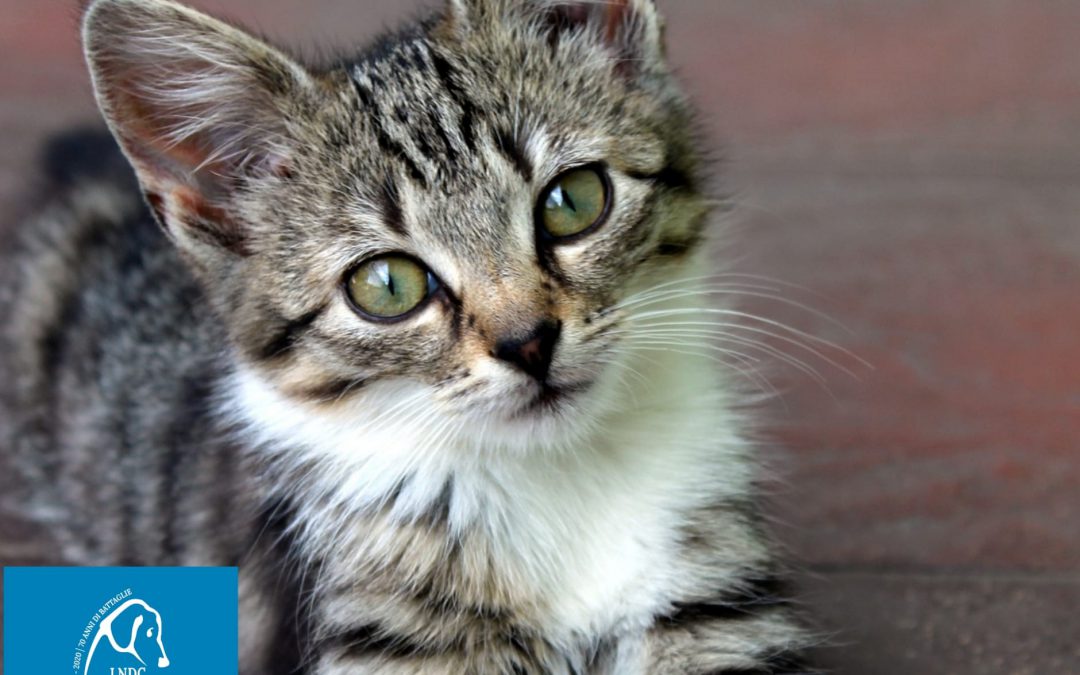 Massa Marittima (GR) – Gattina uccisa a sassate da ragazzi. LNDC denuncia